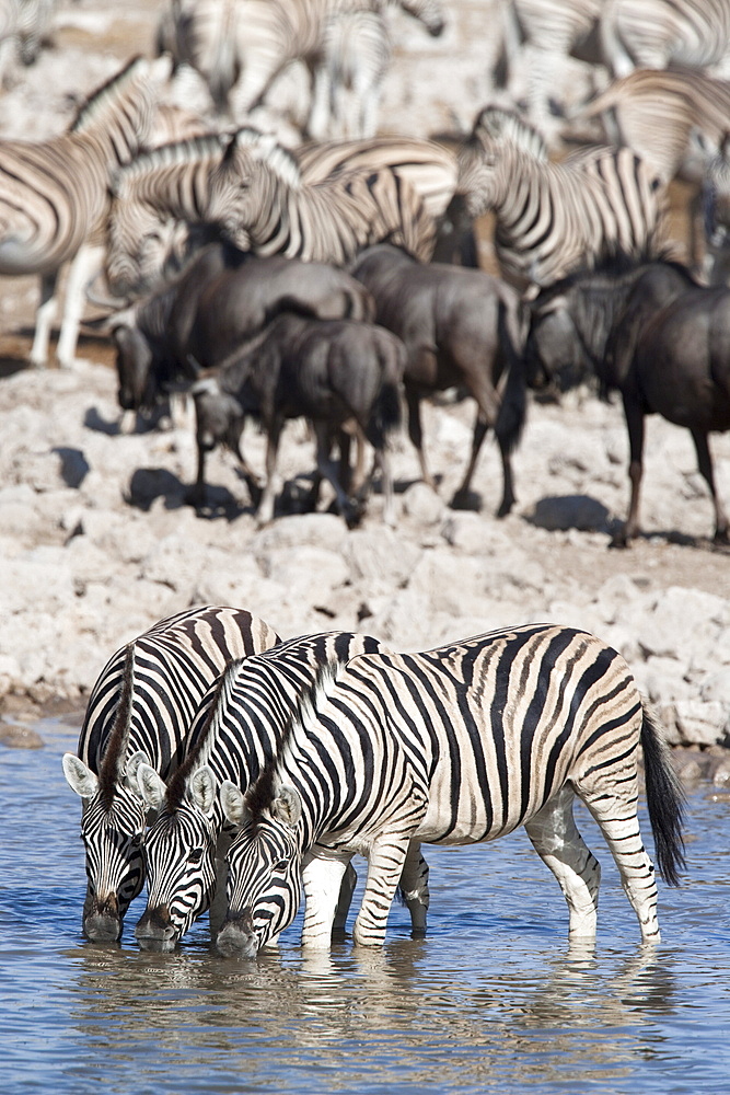 Burchell's (plains) zebra (Equus burchelli), at waterhole, Etosha National Park, Namibia, Africa