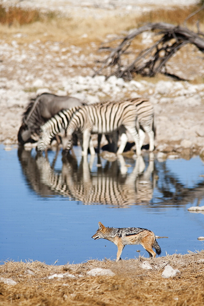 Blackbacked jackal (Canis mesomelas), Okaukuejo waterhole, Etosha National Park, Namibia, Africa