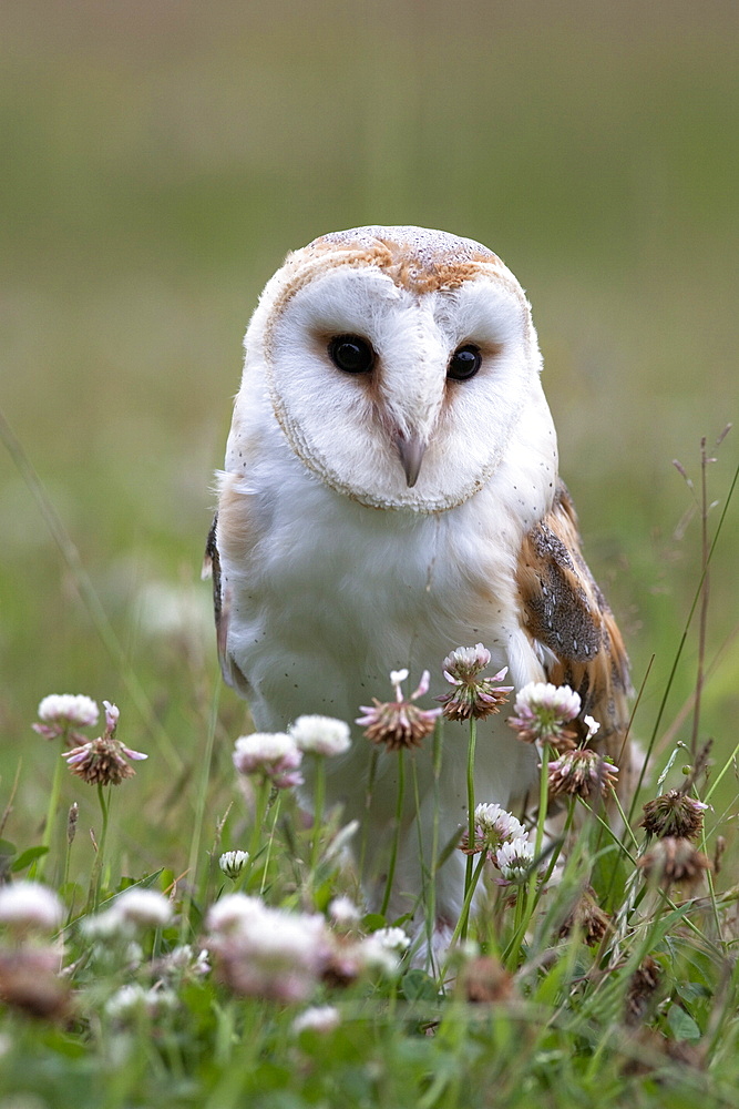 Barn owl (Tyto alba), in summer meadow, captive, United Kingdom, Europe