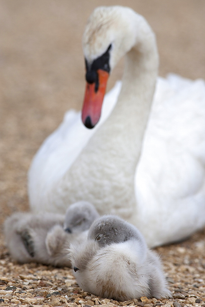 Mute swan with cygnets (Cygnus olor), Abbotsbury Swannery, Dorset, England, United Kingdom, Europe