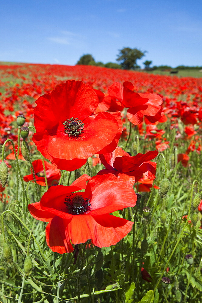 Poppies (Papaver hoeas), near Barrasford, Northumberland, England, United Kingdom, Europe