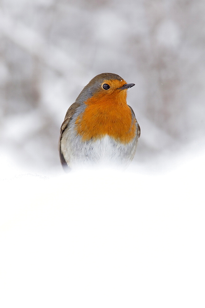 Robin (Erithacus rubecula), in snow, United Kingdom, Europe