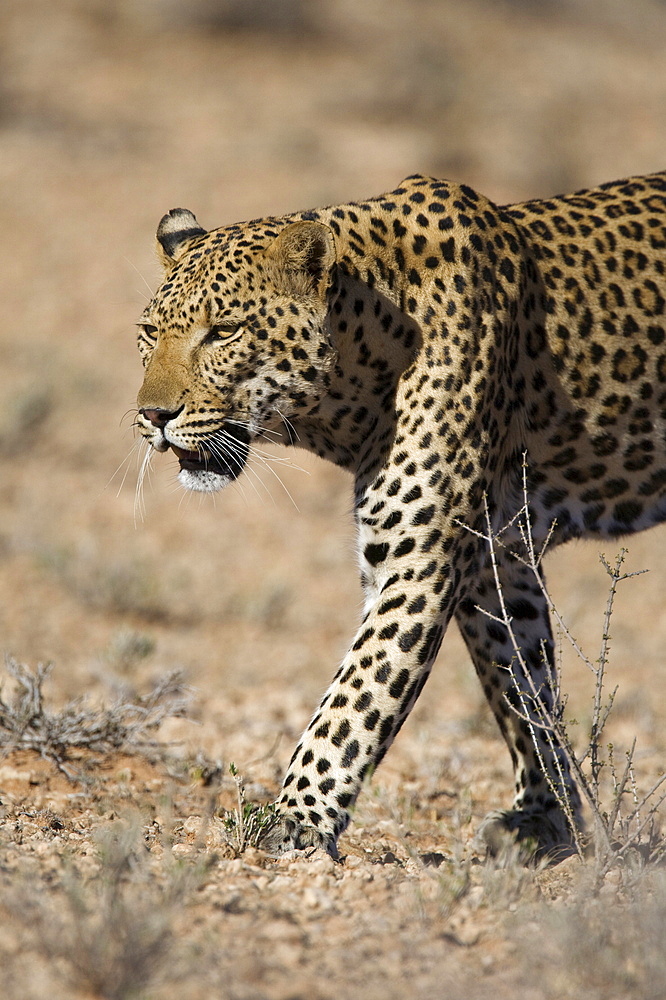 Male leopard (Panthera pardu), Kgalagadi Transfroniter Park, Northern Cape, South Africa, Africa