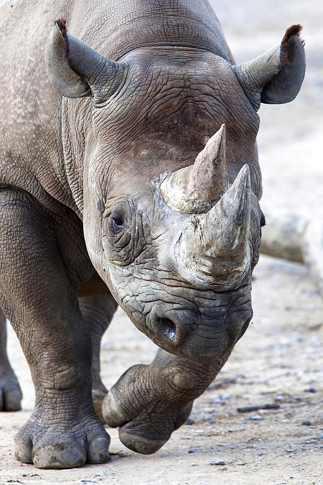 Black Rhino, South Africa, Africa