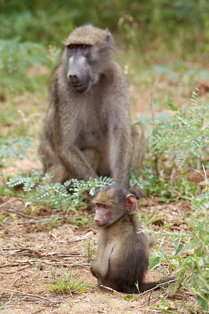 Young chacma baboon (Papio cynocephalus ursinus), Kruger National Park, Mpumalanga, South Africa, Africa