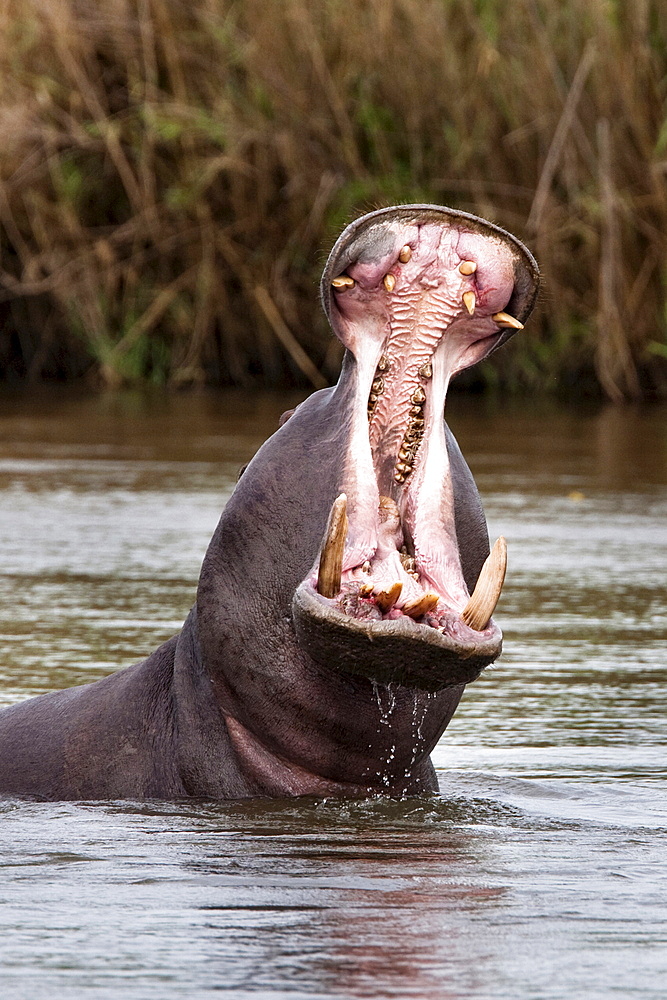 Hippo (Hippopotamus amphibius), yawning, Kruger National park, Mpumalanga, South Africa, Africa