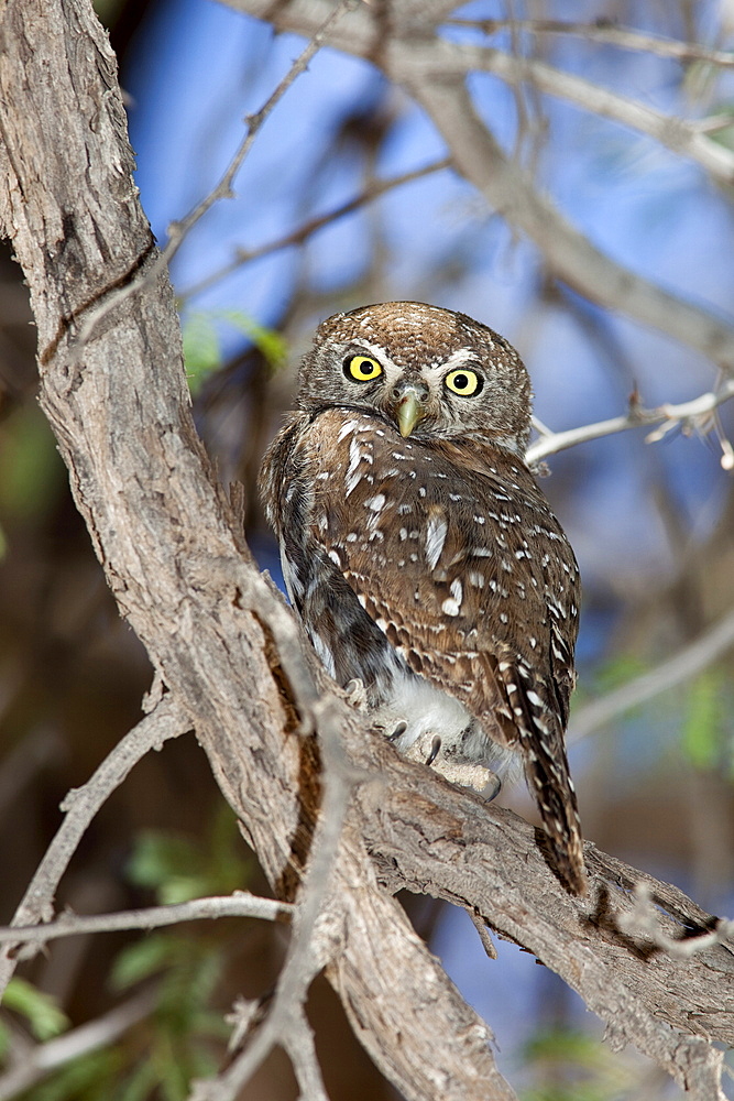 Pearl spotted owlet (Glaucidium perlatum), Kgalagadi Transfrontier Park, South Africa, Africa