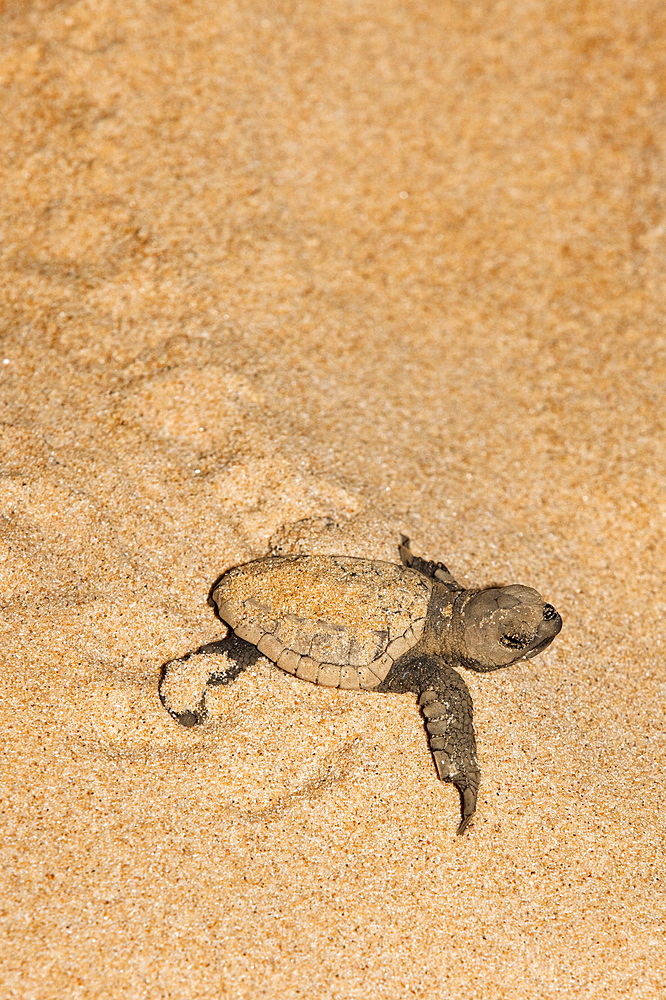 Loggerhead turtle (Caretta caretta) hatchling, moving from nest to sea at night, Banga Nek, Kwazulu Natal, South Africa, Africa