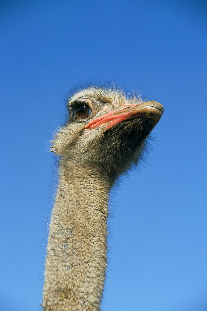 Ostrich (Struthio camelus), captive in ostrich breeding farm, Cumbria, England, United Kingdom, Europe