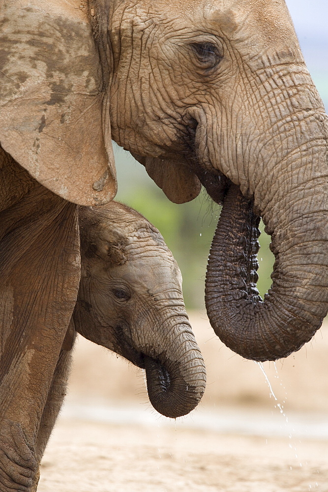 Elephant (Loxodonta africana) and baby, Addo Elephant National Park, Eastern Cape, South Africa, Africa