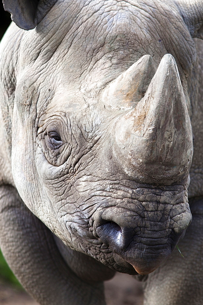 Black rhino (Diceros bicornis), captive, native to Africa