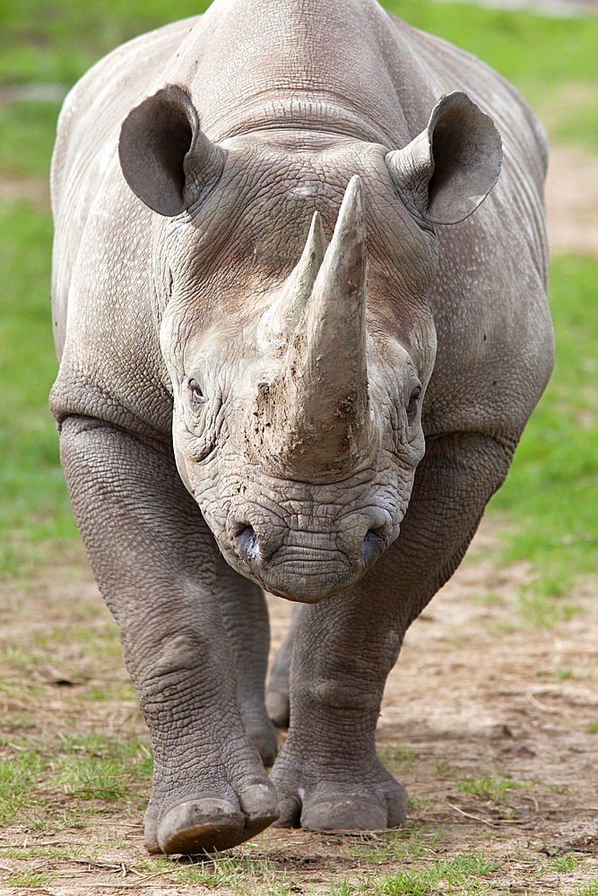 Black rhino (Diceros bicornis), captive, native to Africa