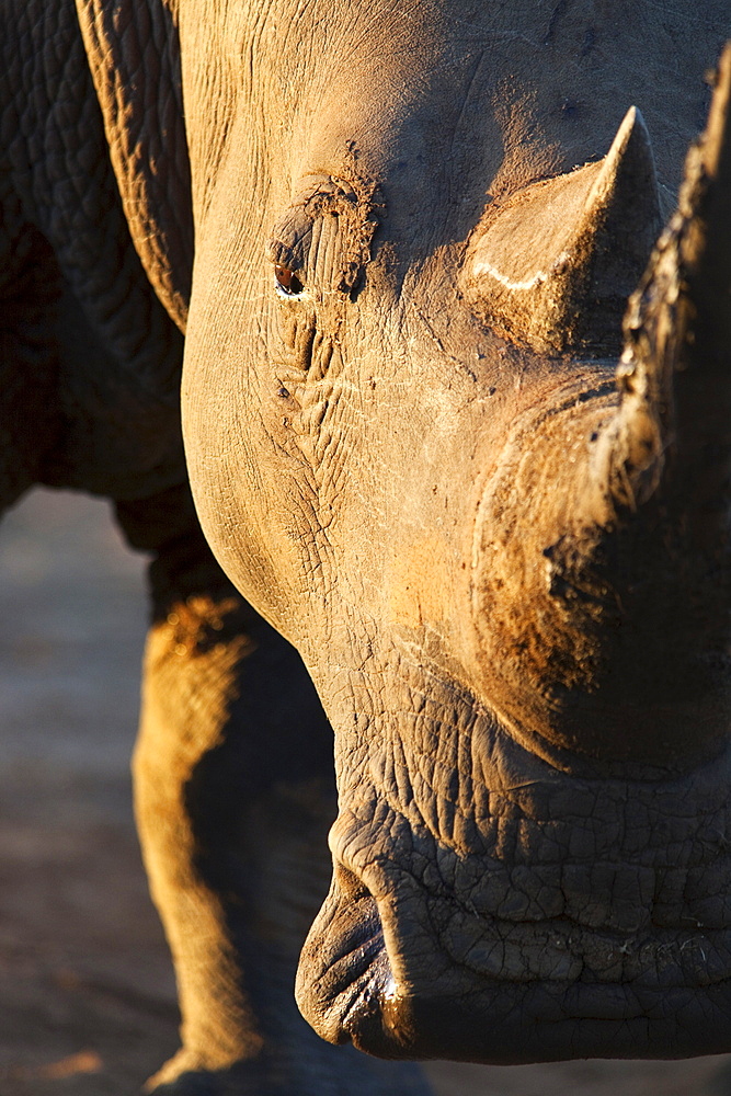 White rhino (Ceratotherium simum), close up with eye, Hlane Royal National Park game reserve, Swaziland, Africa