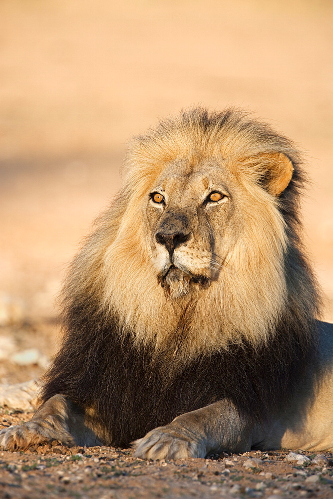 Blackmaned lion (Panthera leo), Kgalagadi Transfrontier Park, Northern Cape, South Africa, Africa