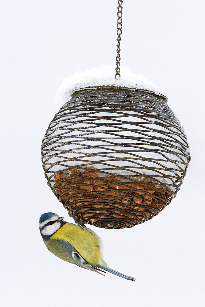 Blue tit on feeder in snow, United Kingdom, Europe