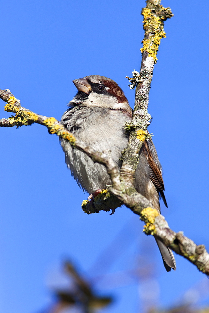 House sparrow (Passer domesticus), United Kingdom, Europe