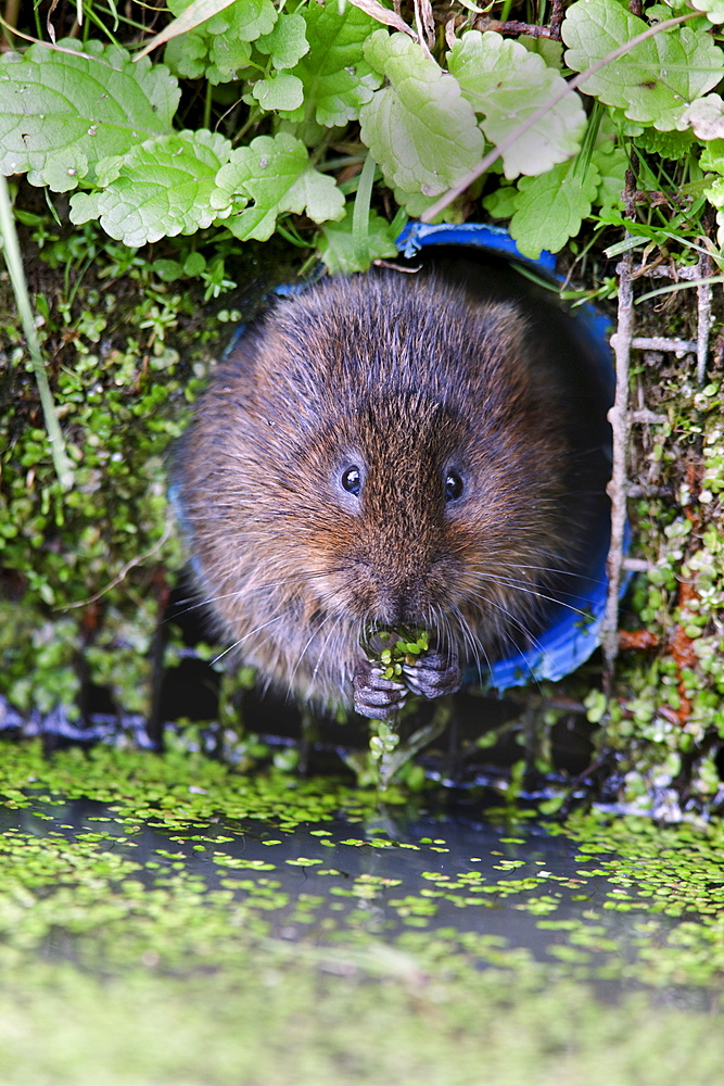 Water vole (Arvicola terrestris) in captivity, United Kingdom, Europe