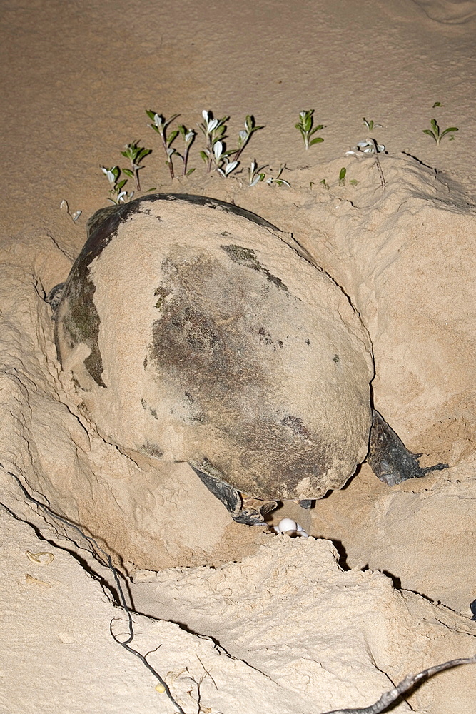 Loggerhead turtle (Caretta caretta), laying eggs at night, Banga Nek, Kwazulu Natal, South Africa, Africa