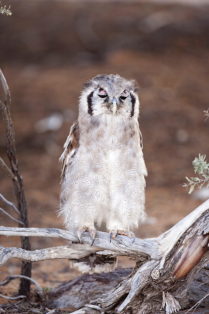 Verreaux's (Giant) eagle owl (Bubo lacteus), Kgalagadi Transfrontier Park, South Africa, Africa