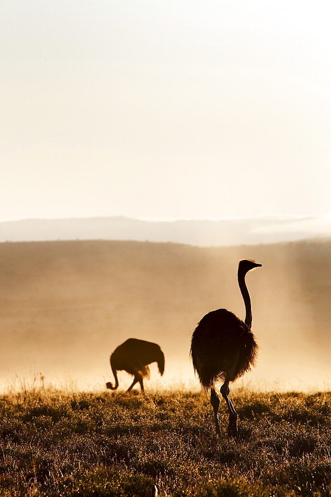 Ostrich (Struthio camelus), in morning mist, Mountain Zebra National Park, Eastern Cape, South Africa, Africa