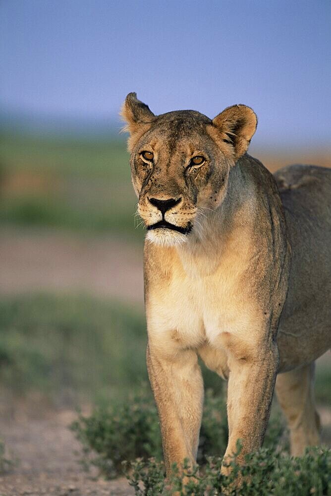 Lioness, Panthera leo, Etosha National Park, Namibia, Africa