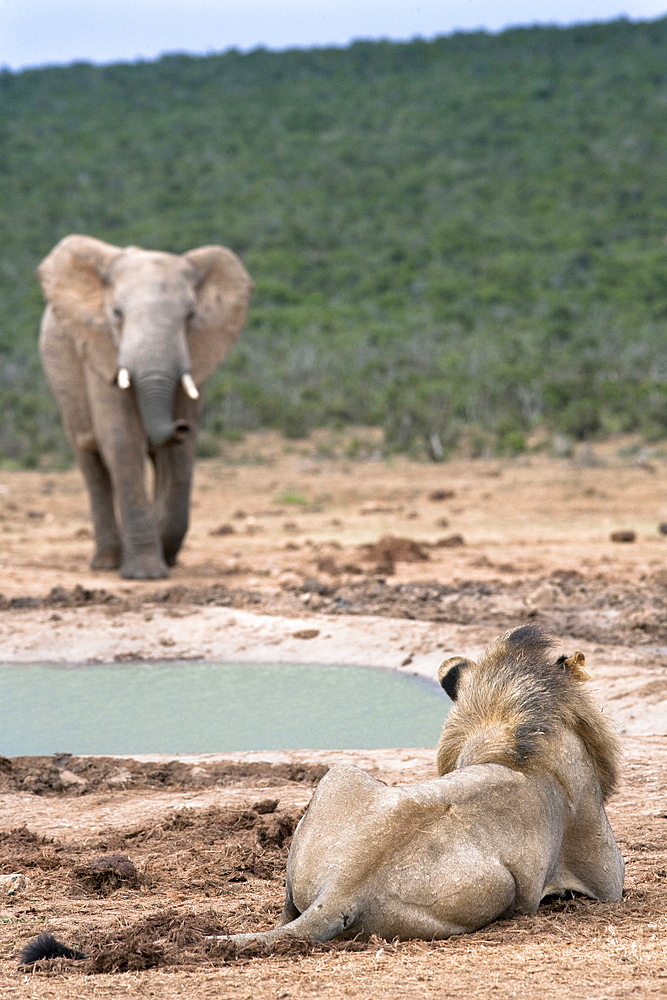 Male lion (Panthera leo), Addo National Park, Eastern Cape, South Africa, Africa