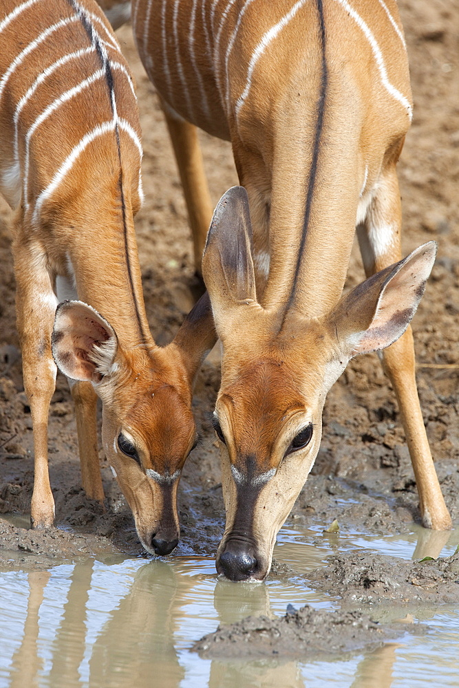 Nyala (Tragelaphus angasii), female with baby drinking, Mkhuze Game Reserve, South Africa, Africa