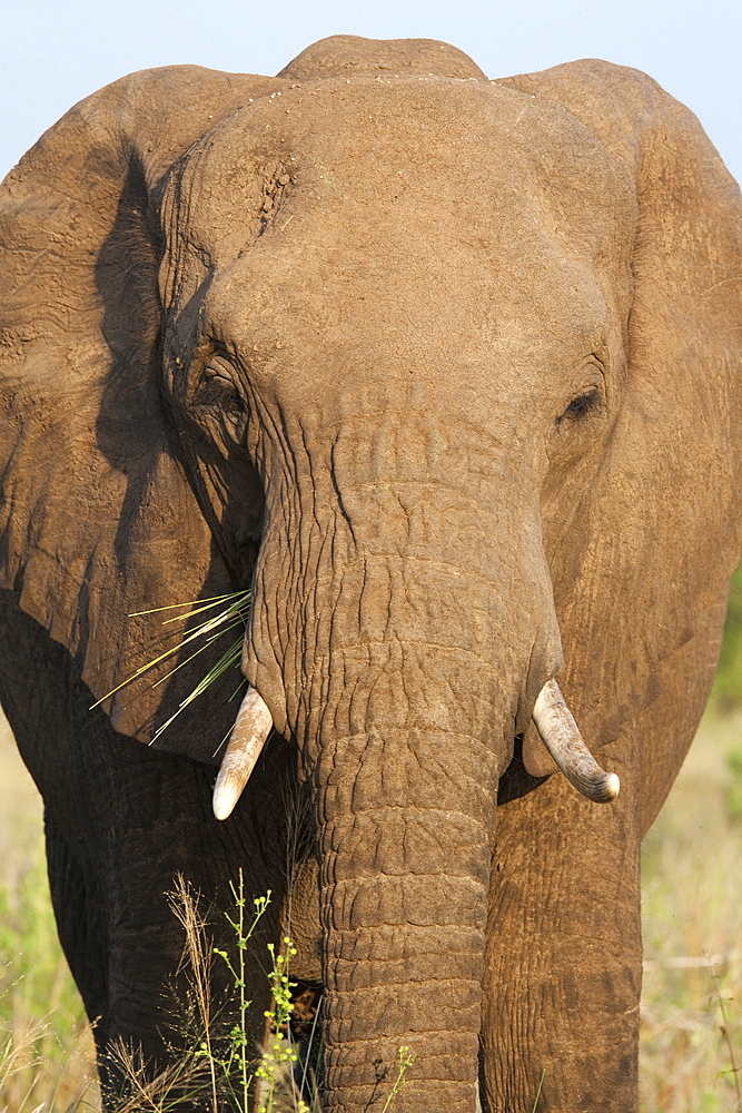 African elephant (Loxodonta africana), Kruger National Park, South Africa, Africa