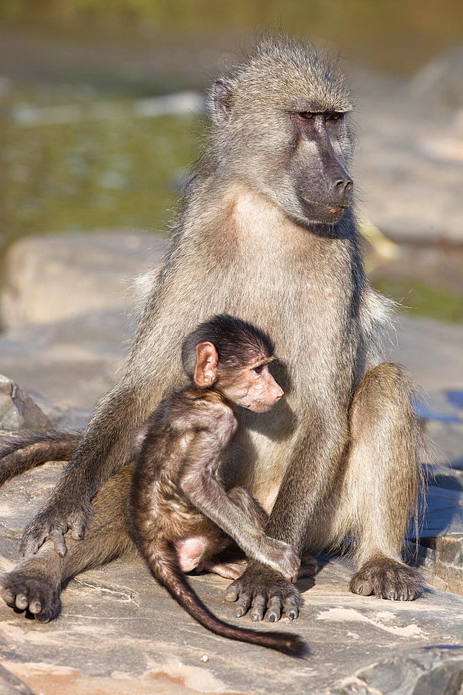 Chacma baboon (Papio cynocephalus ursinus), with baby, Kruger National Park, South Africa, Africa