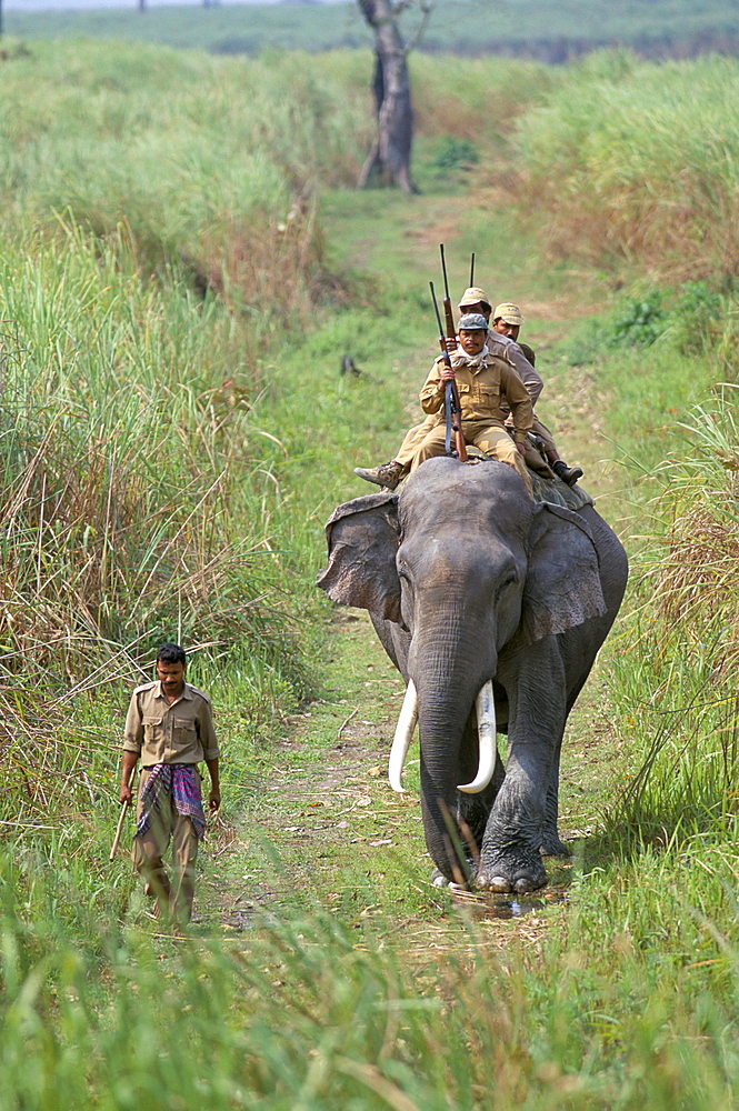 Game guards patrolling on elephant back, Kaziranga National Park, Assam state, India, Asia