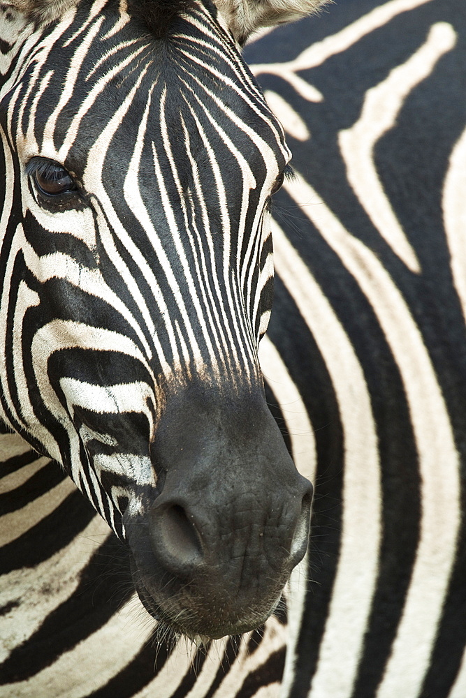 Burchell's (plains) zebra (Equus burchelli), Mhkuze Game Reserve, KwaZulu Natal, South Africa, Africa