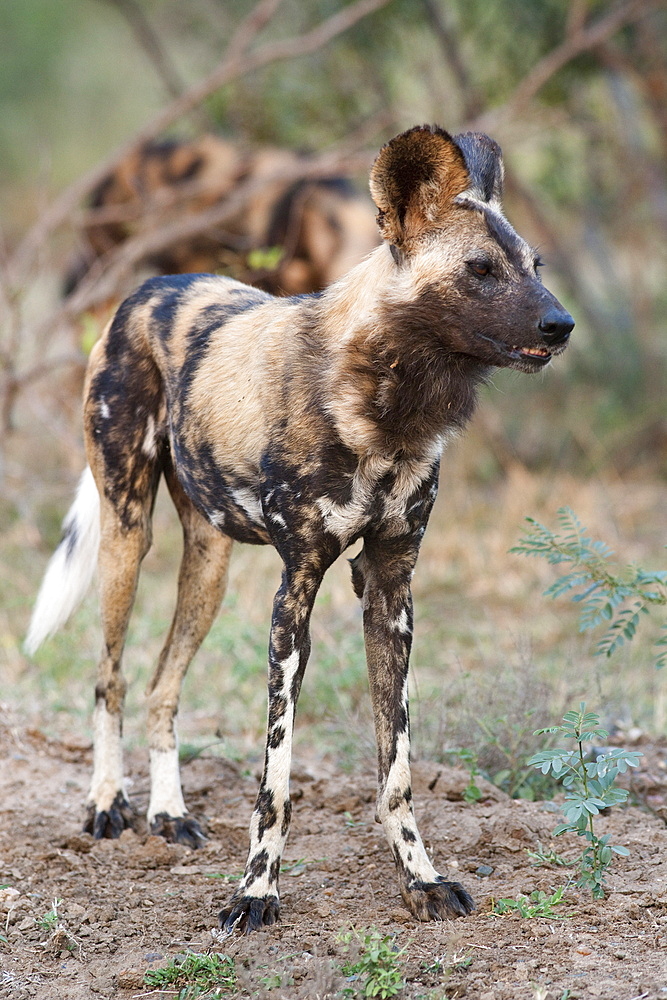 African wild dog (Lycaon pictus), Kruger National Park, South Africa, Africa