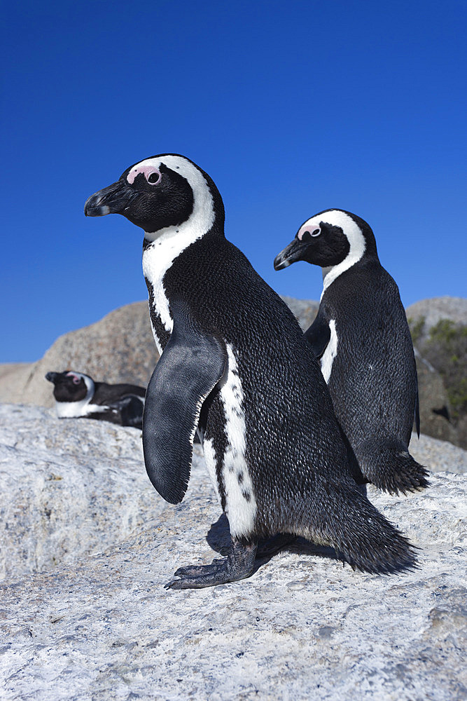 African penguins (Spheniscus demersus), Table Mountain National Park, Cape Town, South Africa, Africa