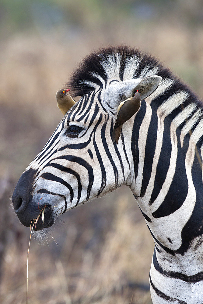 Zebra (Equus burchelli) with redbilled oxpeckers (Buphagus erythrorhynchus), Imfolozi game reserve, KwaZulu-Natal, South Africa, Africa