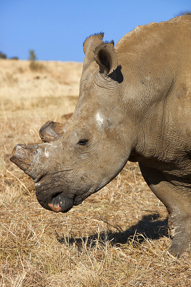 Dehorned white rhino (Ceratotherium simum) on rhino farm, Klerksdorp, North West Province, South Africa, Africa