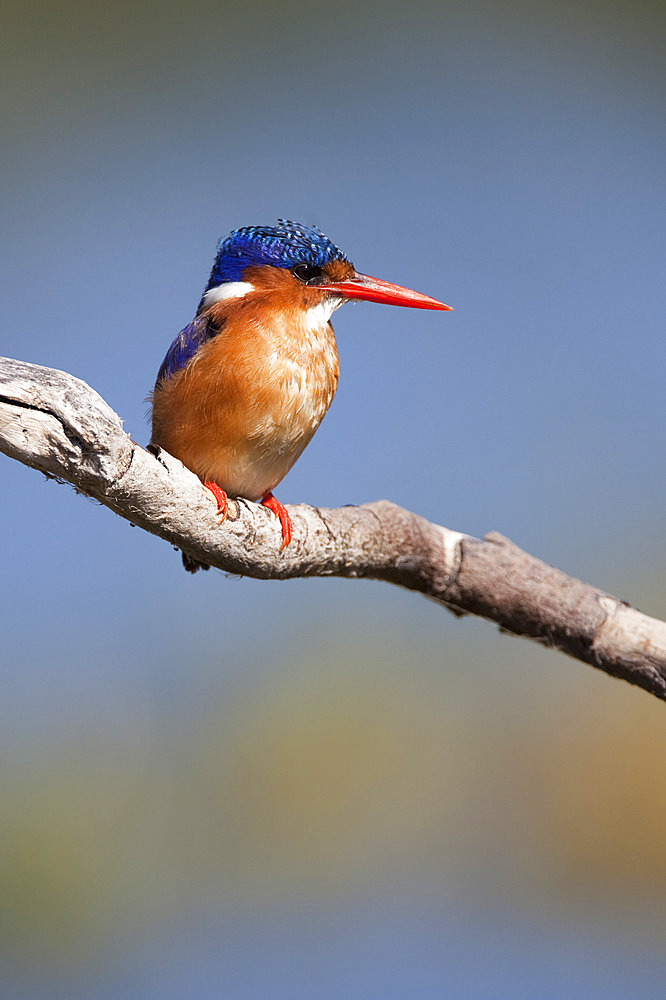 Malachite kingfisher (Alcedo cristata), Intaka Island, Cape Town, South Africa, Africa