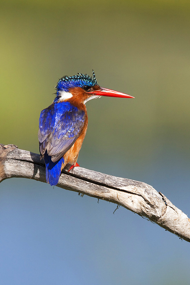 Malachite kingfisher (Alcedo cristata), Intaka Island, Cape Town, South Africa, Africa