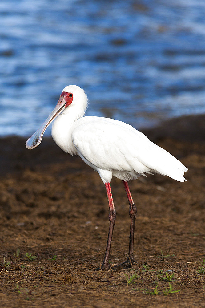 African spoonbill (Platalea alba), Kruger National Park, South Africa, Africa