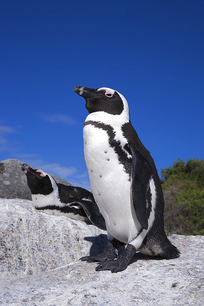 African penguins (Spheniscus demersus), Table Mountain National Park, Cape Town, South Africa, Africa