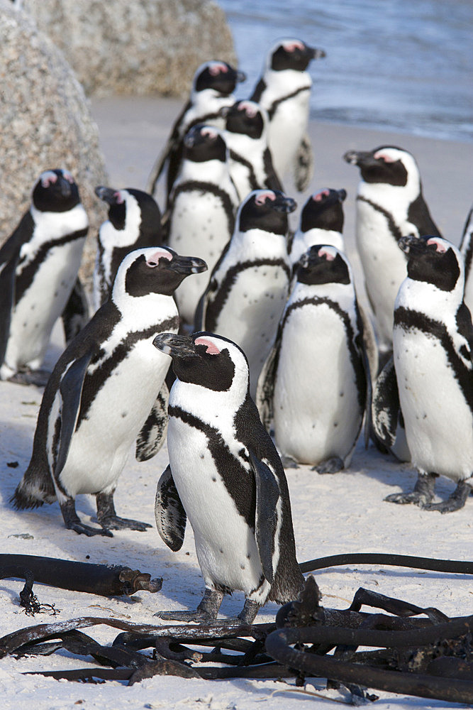 African penguins (Spheniscus demersus), Table Mountain National Park, Cape Town, South Africa, Africa