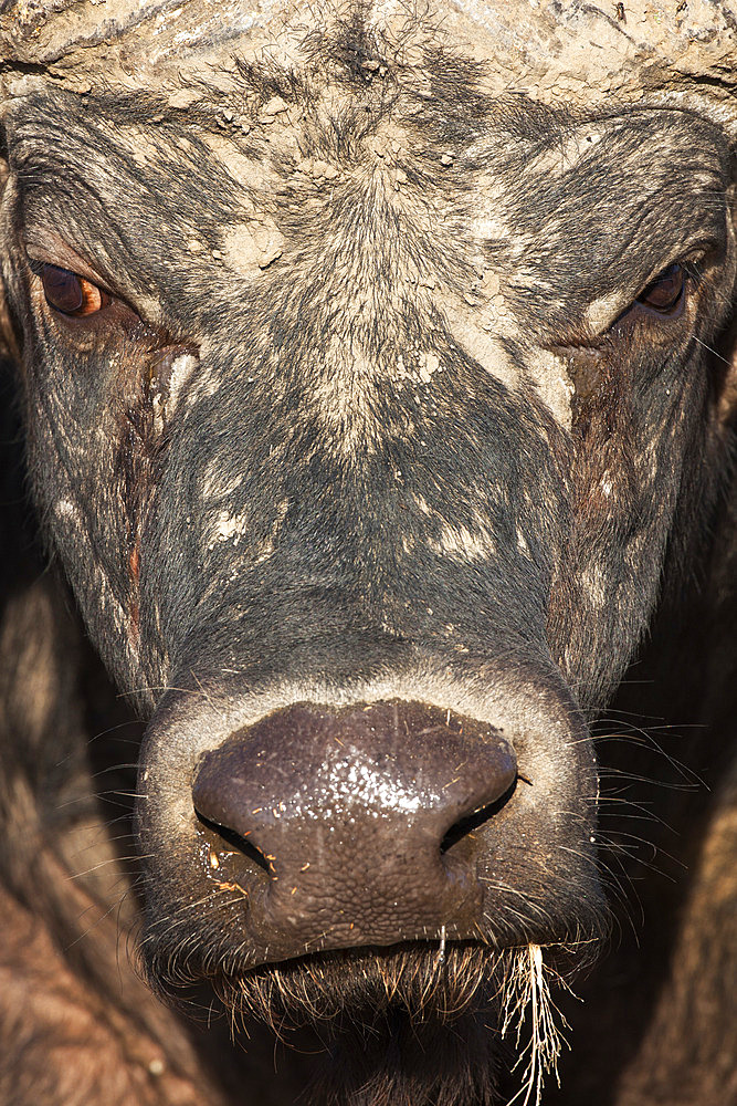 Cape buffalo (Syncerus caffer), Kruger National Park, South Africa, Africa