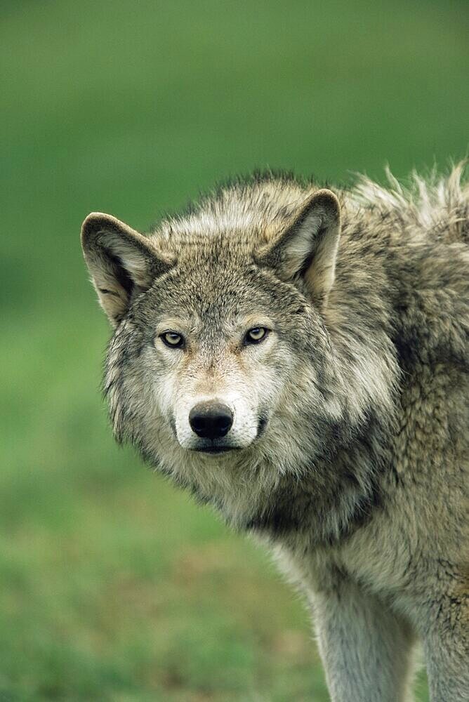 Grey wolf, Canis lupus, in captivity, United Kingdom, Europe