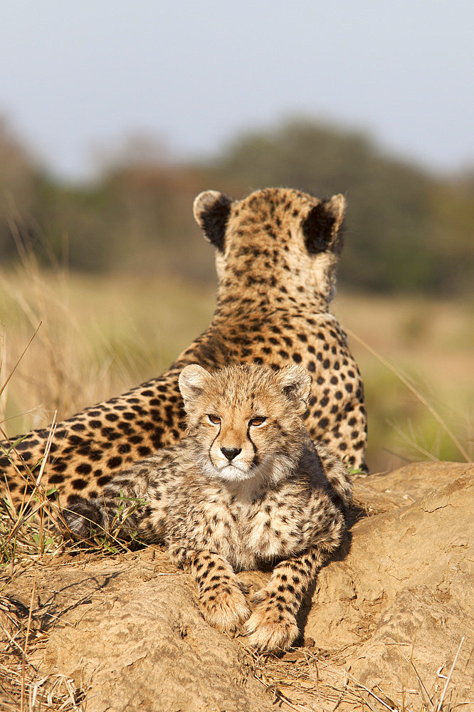 Cheetah (Acinonyx jubatus) cub, Phinda private game reserve, Kwazulu Natal, South Africa, Africa