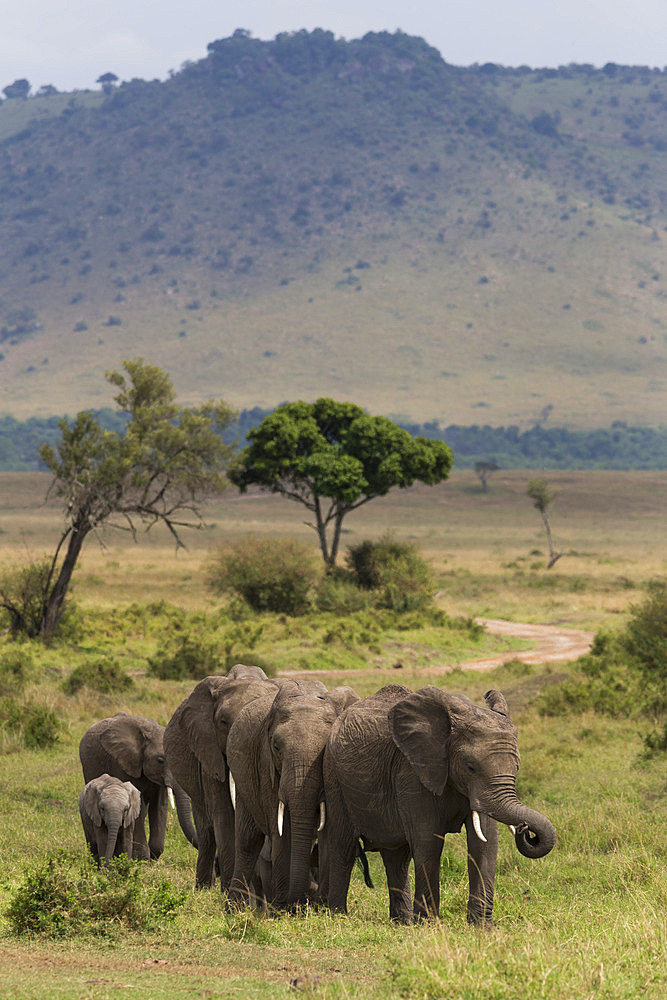 Elephant (Loxodonta africana) herd walking to the river to drink, Masai Mara National Reserve, Kenya, East Africa, Africa