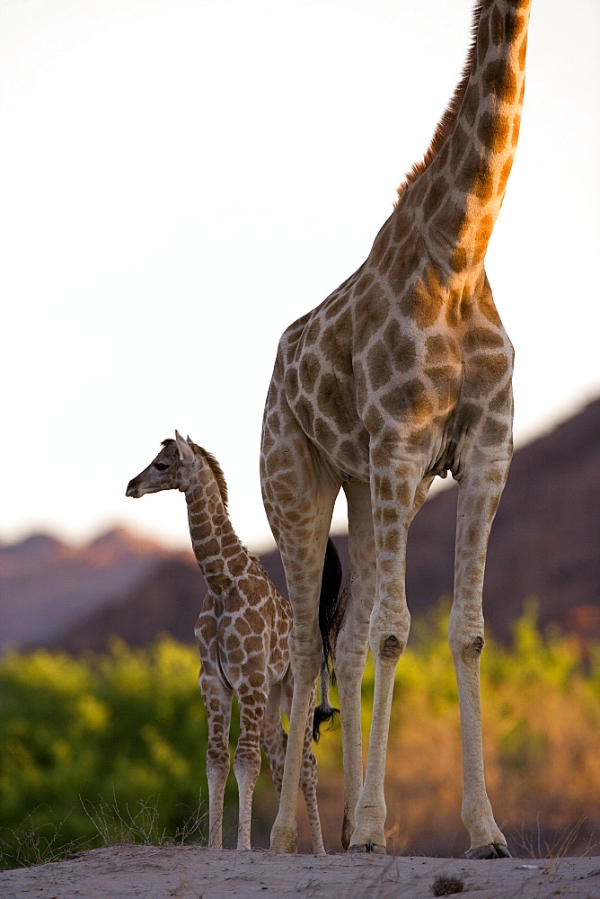 Desert giraffe (Giraffa camelopardalis capensis) with her young, Namibia, Africa