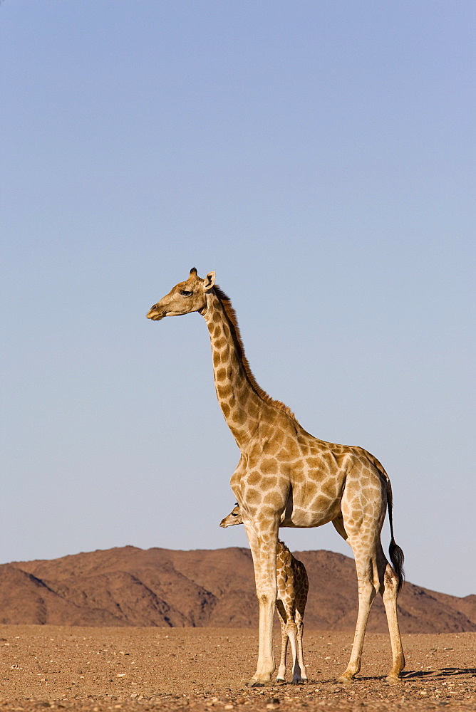 Desert giraffe (Giraffa camelopardalis capensis) with her young, Namibia, Africa