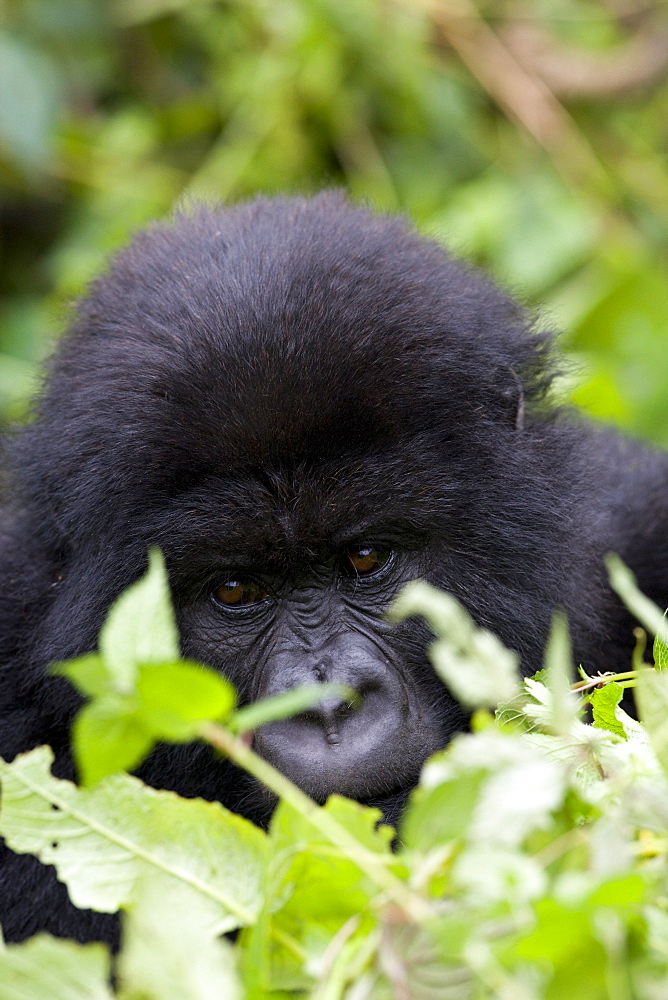 Mountain gorilla (Gorilla gorilla beringei), Kongo, Rwanda, Africa