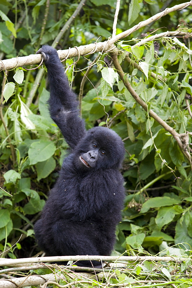 Mountain gorilla (Gorilla gorilla beringei), Kongo, Rwanda, Africa