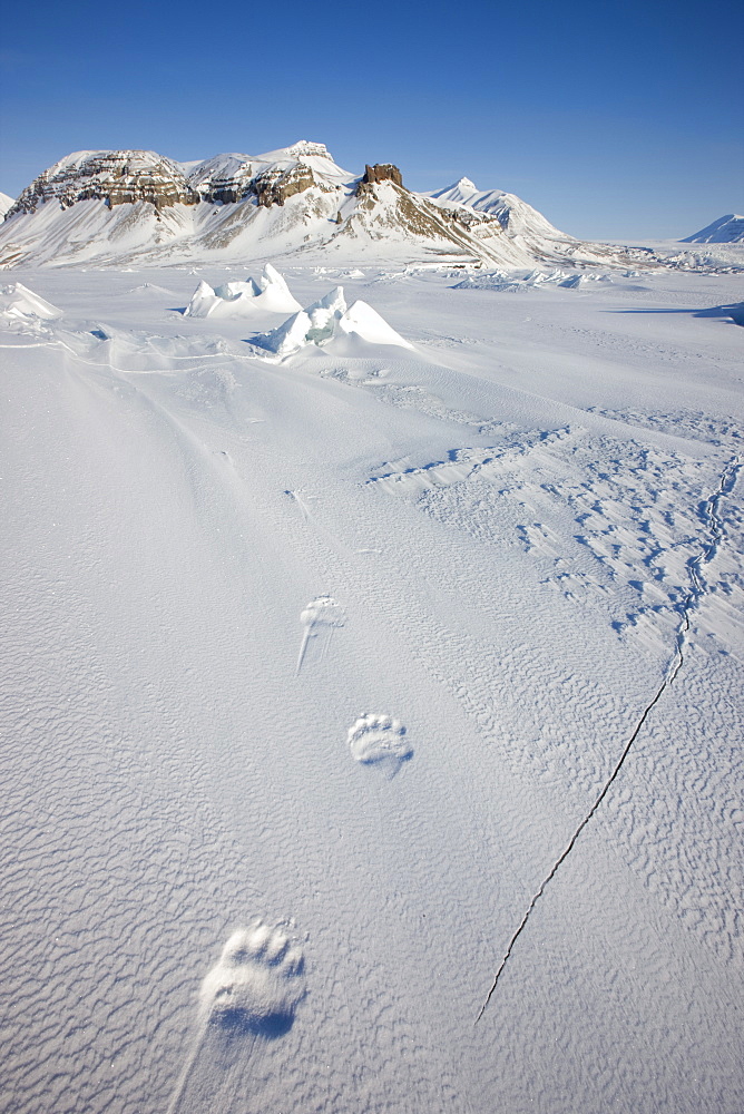 Polar bear track, Billefjord, Svalbard, Spitzbergen, Arctic, Norway, Scandinavia, Europe