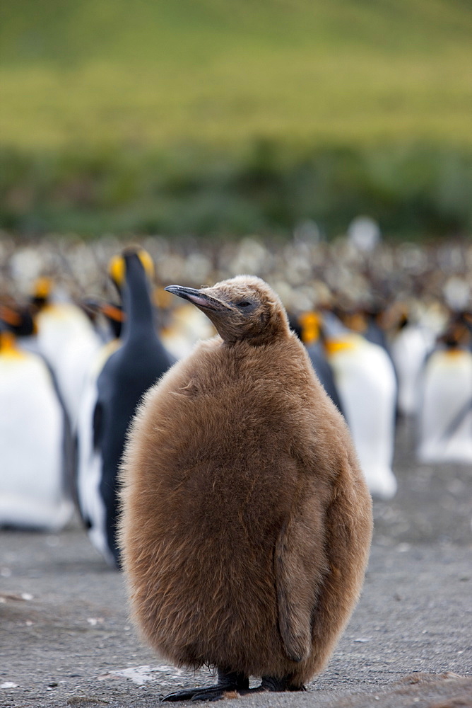 King penguin chick (Aptenodytes patagonicus), Gold Harbour, South Georgia, Antarctic, Polar Regions